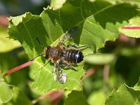 Pelzbienenmännchen