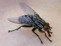 fleischfliege-01