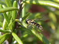 hainschwebfliege2