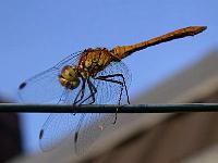 heidelibelle04-08-04(2