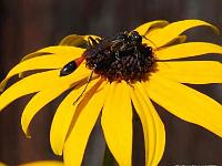 sandwespe-08 01