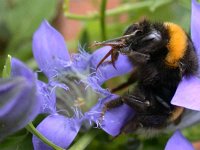 erdhummel 11-08-04(01