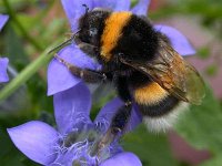erdhummel 11-08-04(02