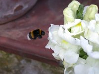 erdhummel 24-07-04(02