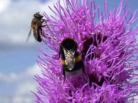 erdhummel 28-07-04(02