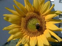 sonnenblume+hummel(01)