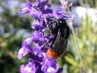 steinhummel 30-07-04(01